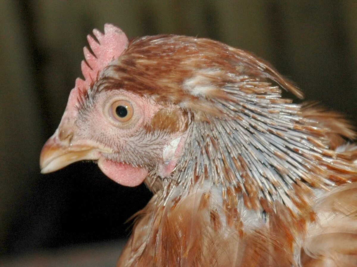 у кур выпадают. у кур выпадают. у кур выпадают. у кур выпадают. пухоеды пероедов у кур.