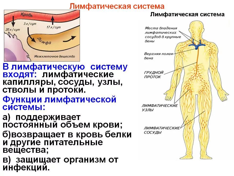 Лимфатические сосуды строение и функции. Структура и функция лимфатической системы. лимфатическая система анатомия структура. строение лимфатической системы функции лимфатической системы. схема строение и функции лимфатической системы.