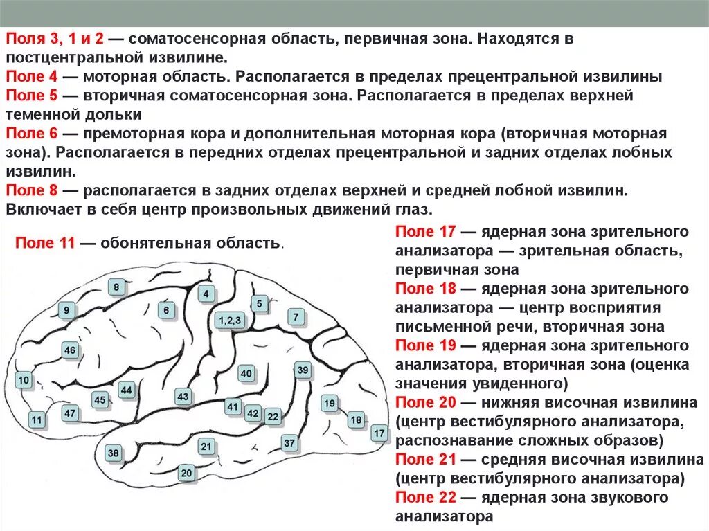 Вторичные поля мозга. Головной мозг цитоархитектонические поля Бродмана. Поля по Бродману первичные вторичные третичные поля. Моторная зона Бродмана. Таблица полей коры мозга по Бродману.