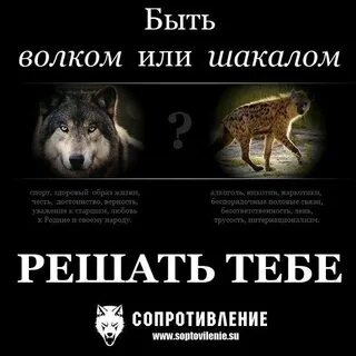 Друг шакала