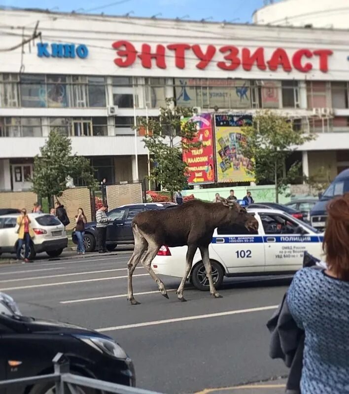 Лось в Перово. Лоси в Москве. Лось Новогиреево. 4 лося в москве