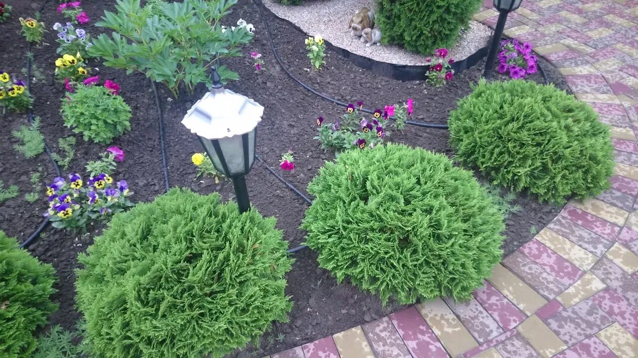 Туя шаровидная даника. Туя западная danica aurea даника ауреа. Как посадить тую даника. Как посадить тую даника. Как посадить тую даника.