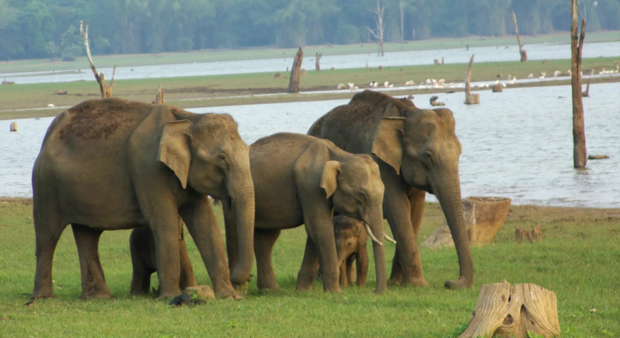 Индийский слон. Индия слоны. Красивый слон. Дикие слоны в Индии.