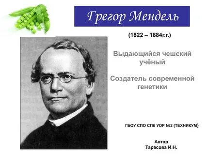Мендель как читается