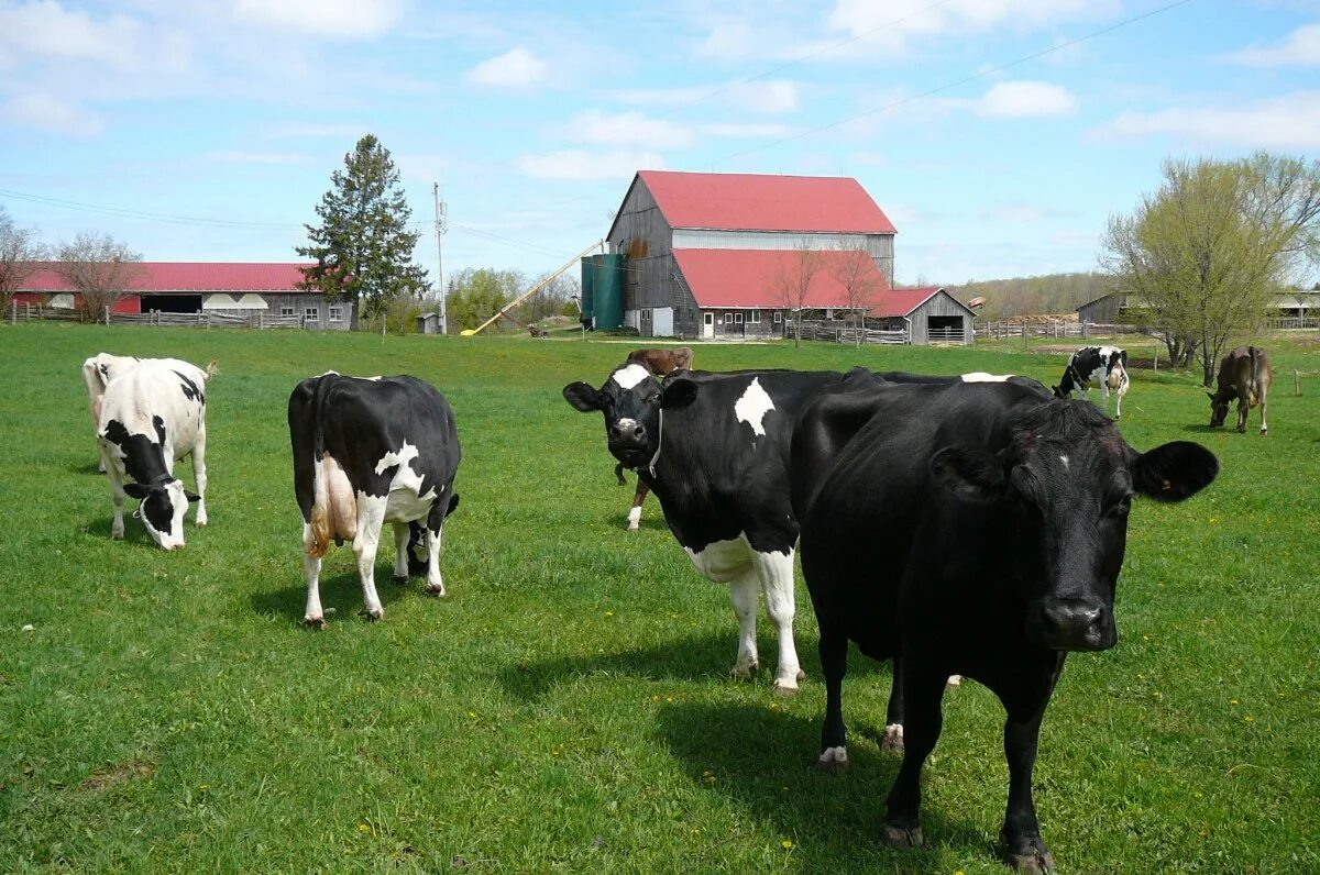 подсобное хозяйство в деревне. лпх. хозяйство в деревне. ведение личного подсобного хозяйства. полевой земельный участок.