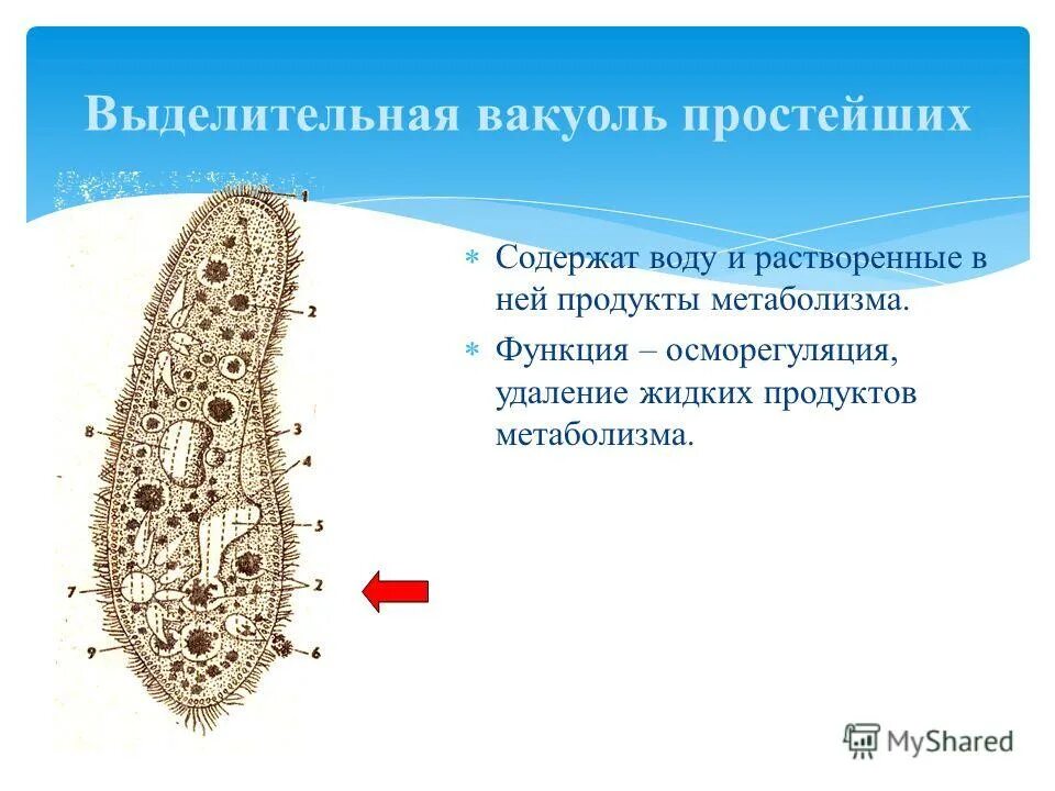 Органоид накапливающий продукты обмена веществ клетки