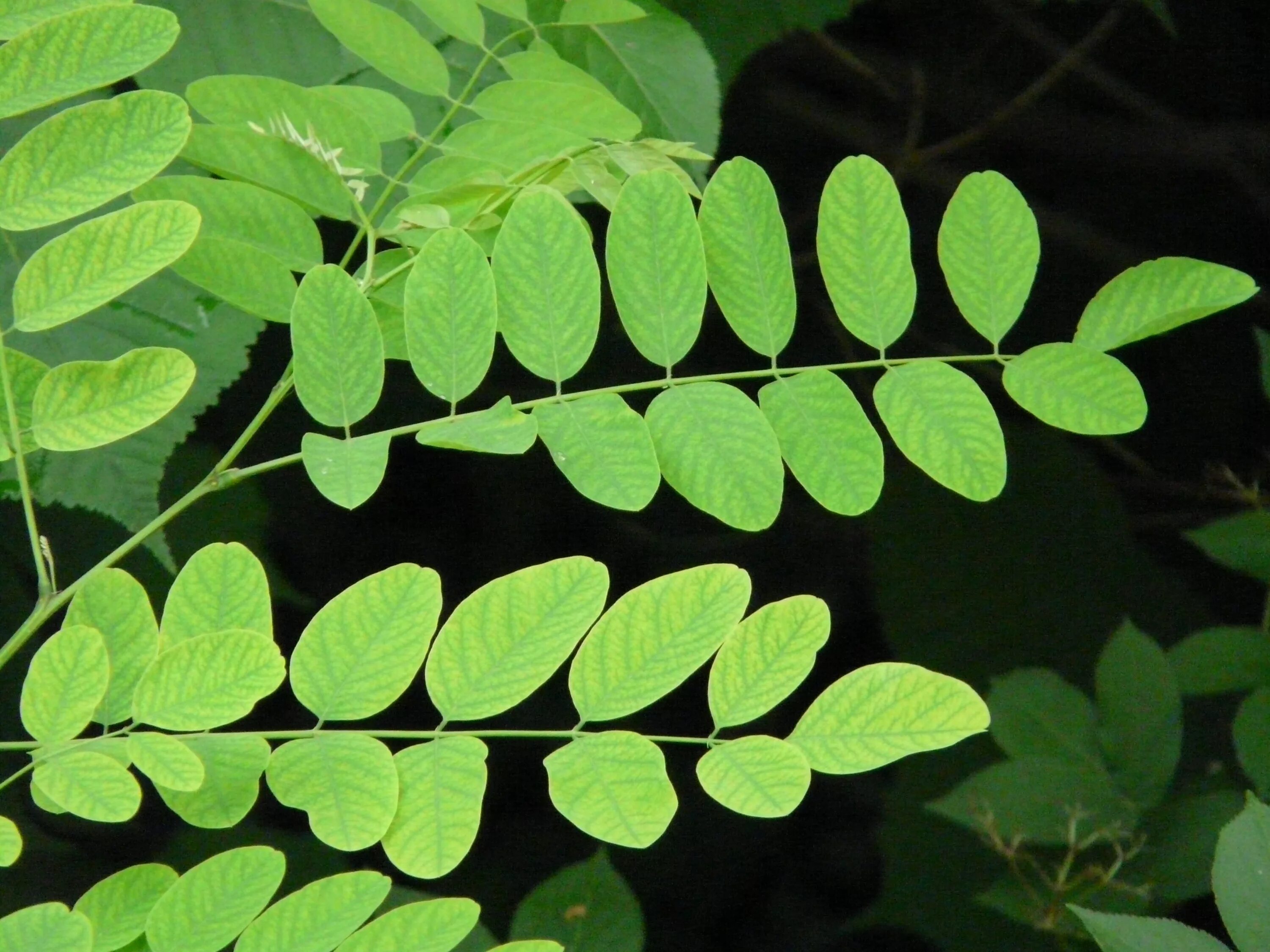 Куст лист. Робиния псевдоакация. robinia pseudoacacia leaf. робиния обыкновенная лист. робиния лжеакация колючки.