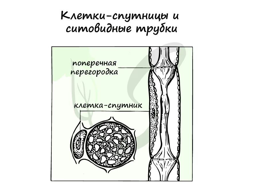 Клетки спутницы. Ситовидные трубки и клетки-спутницы. Сосуды и ситовидные трубки. Клетки спутницы флоэмы