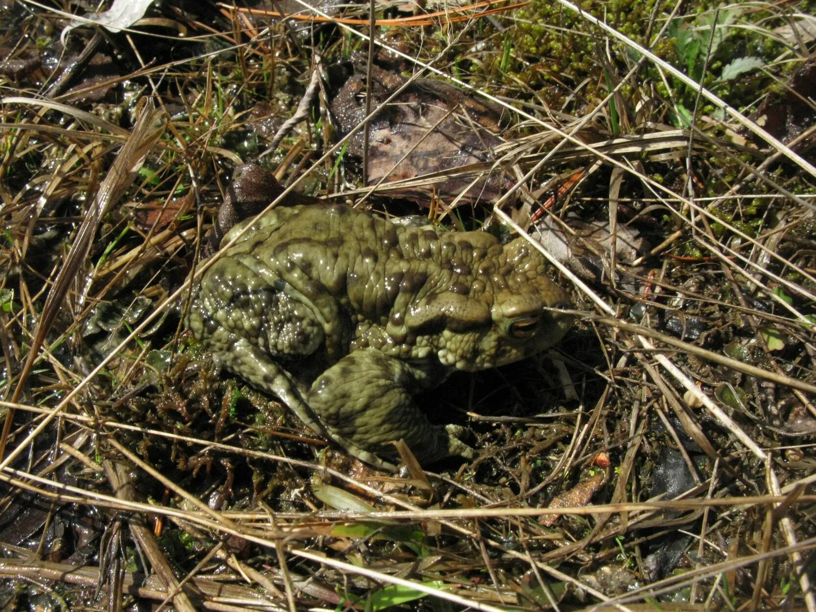Серая жаба. Жаба серая ХМАО. Серая жаба в Республике Коми. Таксоны серой Жабы. Развитие серой жабы
