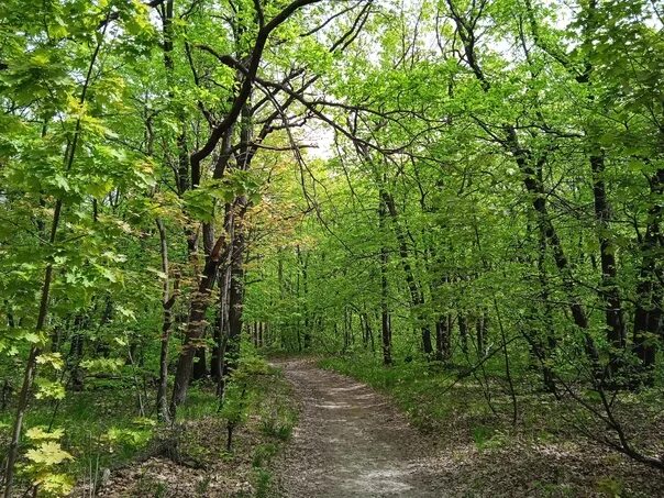 Саратовцы наслаждаются природой на Кумысной поляне Дзен