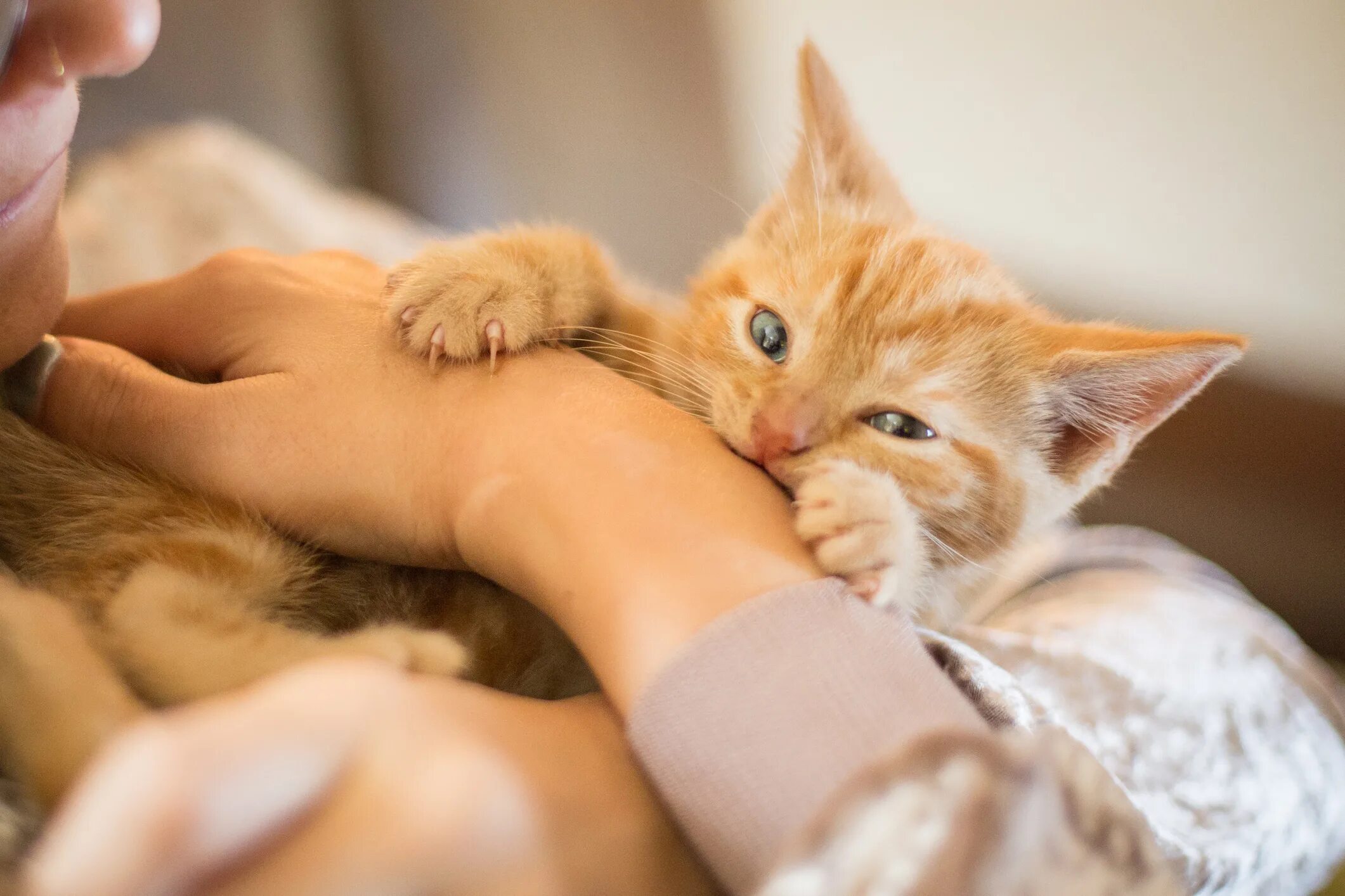 Укус пальца кошкой. Рыжий котёнок. Кот кусает руку. Рыжий котенок на руках. Кусачий рыжий кот.