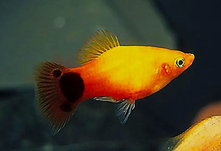 Platy