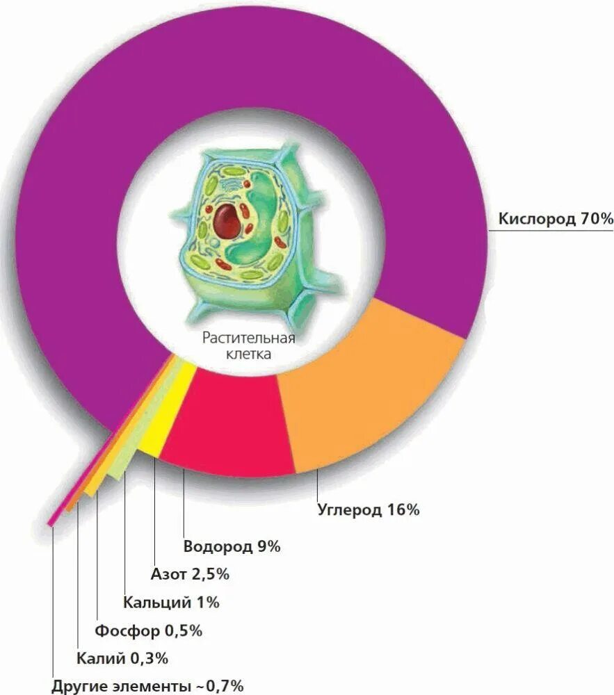 Группы химических элементов клетки. Химические элементы клетки. Химические элементы живой клетки.