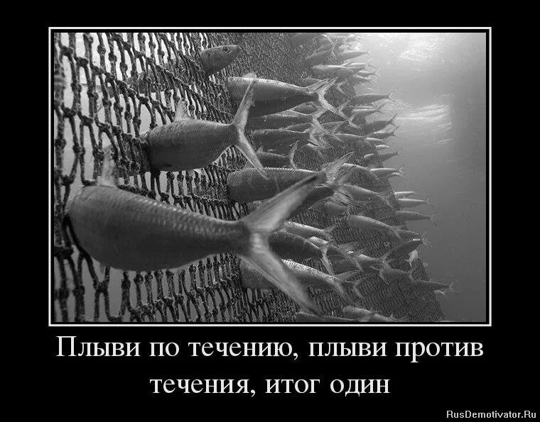 Плыть против течения. Плыть против течения. Плыть против течения цитаты. Против течения значение. Мертвая рыба плывет по течению а живая против.