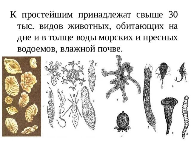 К какому типу относится изображенный организм. К какому типу относится изображенный организм