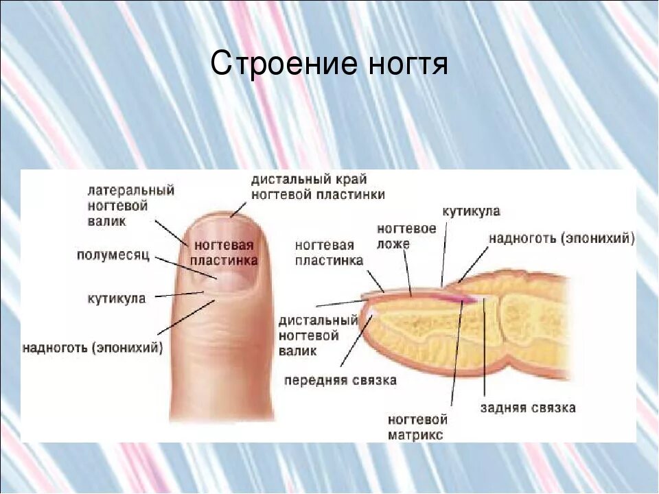 Корни ногтей находятся. Анатомическое строение ногтевой пластины. Строение пальца и ногтевой пластины. Строение ногтя физиология ногтей. Строение ногтевого ложа рисунок.