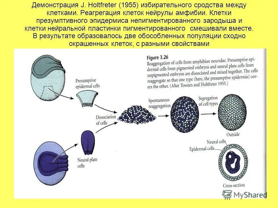 Половые клетки земноводных