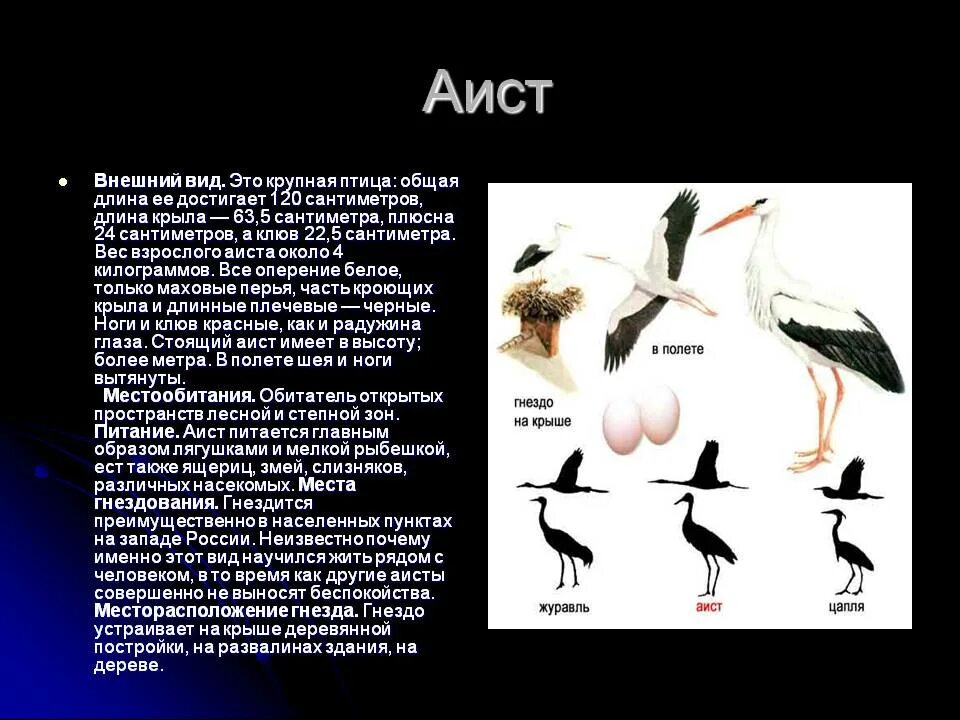 Строение аиста. Внешний вид аиста. Особенности строения аиста. Строение белого аиста. План текста аист у многих народов считается