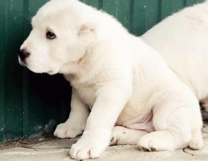 алабай. алабай собака щенок. порода алабай. маленький собака алабай. маленький собака алабай.