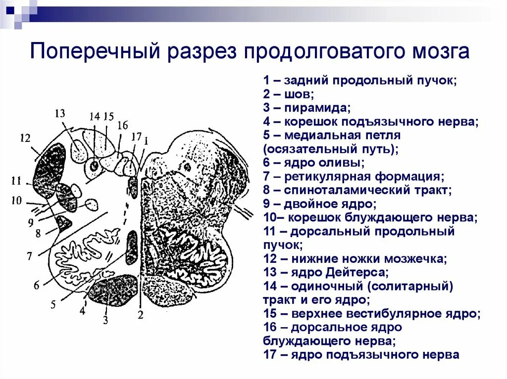 Каким номером на рисунке обозначен продолговатый мозг. Строение продолговатого мозга срез. Срез продолговатого мозга схема. Поперечный срез продолговатого мозга. Поперечный срез продолговатого мозга ядра.