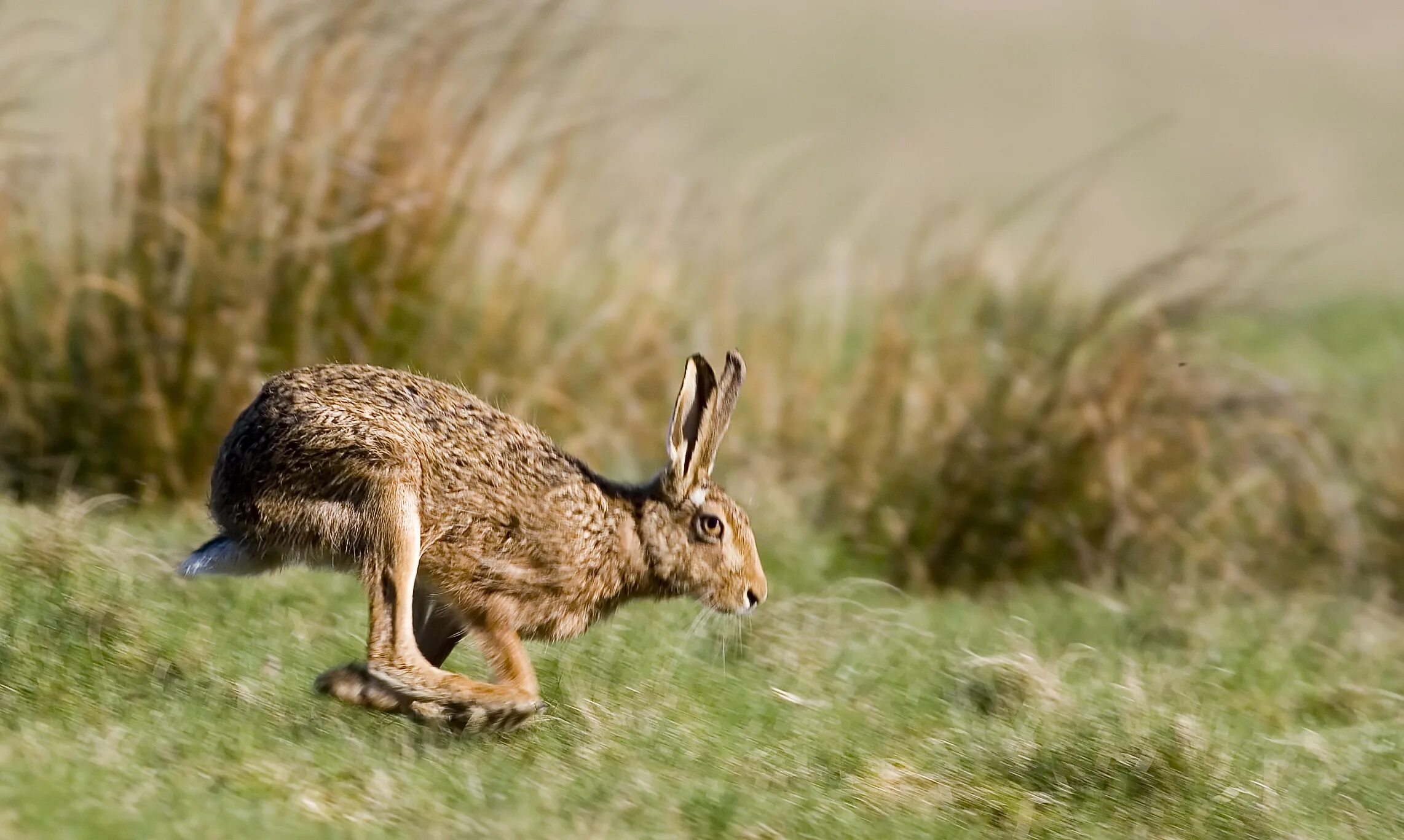 Steppe hare