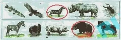 Дикий ответы