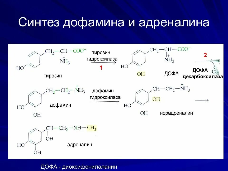 Тирозин 3,4 диоксифенилаланин. Синтез дофамина из тирозина. Синтез дофамина из Дофа. Синтез адреналина и норадреналина биохимия. Адреналин образуется