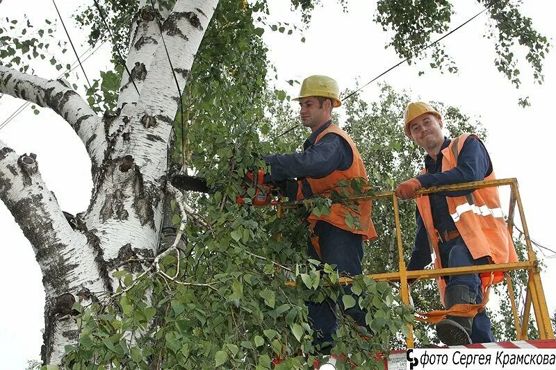 Пилящий деревья работники