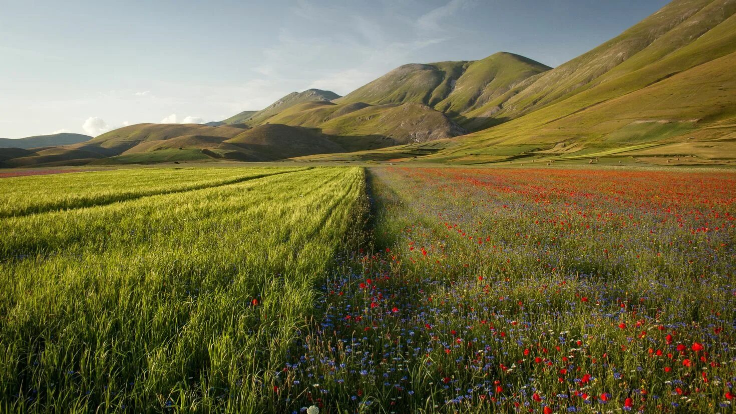 Гул поле. Кастеллуччо луга. Маковые поля в таджикистане. Remembrance day маковое поле. Алые маки иссык-куля.
