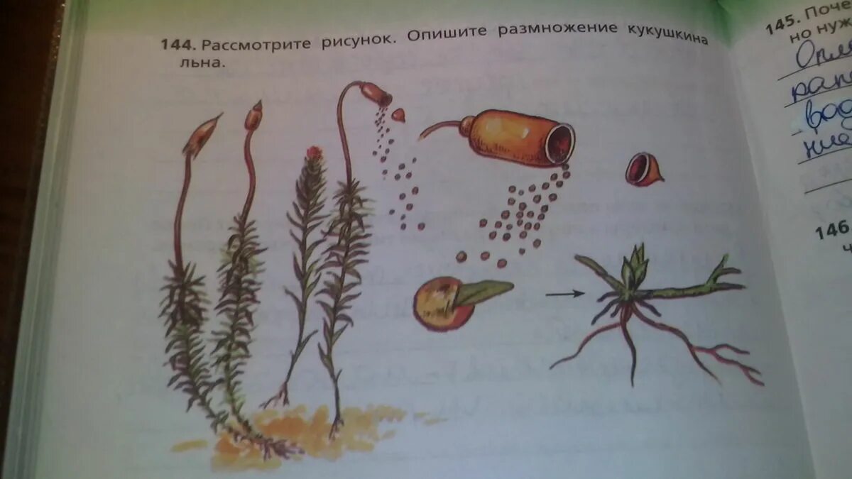 Рассмотрите изображения растений нителла редька дикая. Размножение мха Кукушкин лен. Опишите размножение кукушкиного льна. Кукушкин лен размножение. Опишите размножение Кукушкина льна.