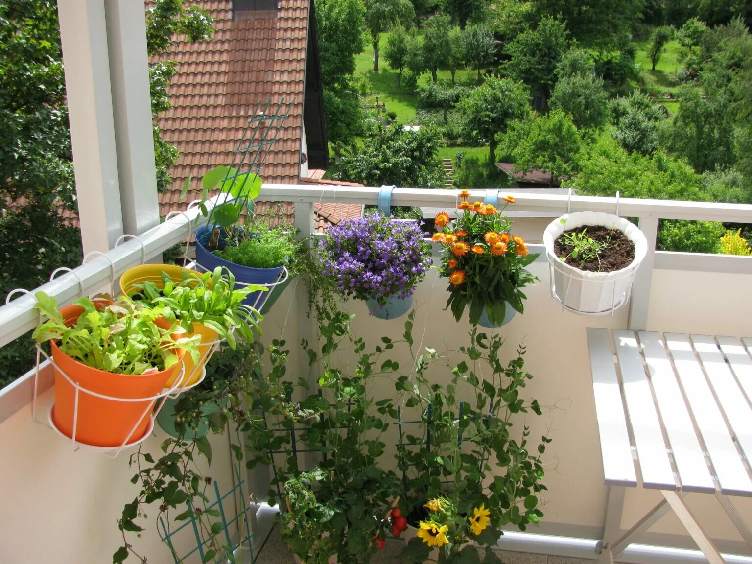 Balcony gardening. Растения на балконе. Цветы на лоджии. Комнатные растения на балконе. Цветы на застекленном балконе.