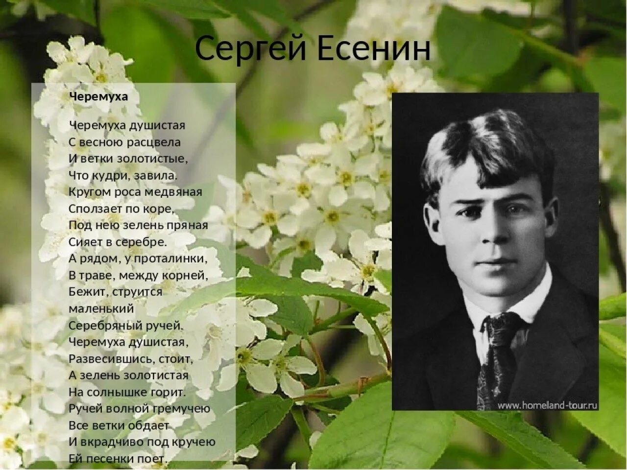 Стихотворение про весну есенин. Черемуха иллюстрация Есенин Александрович. Есенин с. а. "черемуха".