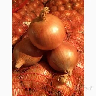Продам лук