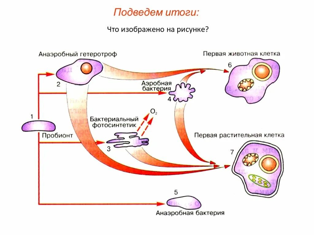 Эволюция первых клеток. Симбиотическое возникновение эукариот. Гипотезы происхождения эукариотических клеток. Схема симбиотическая теория происхождения эукариотических клеток. Схема симбиотического возникновения эукариот.