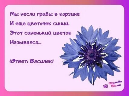 Василек стих