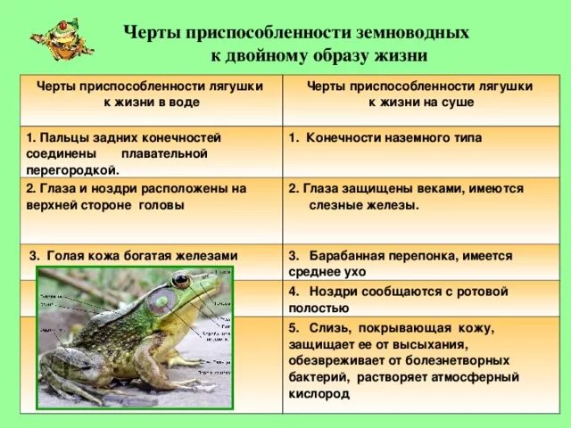 Важность сохранения в природе рептилий на примерах. Особенности омбфиби пресмыкающихся. Среда обитания амфибий и земноводных таблица. Класс земноводные или амфибии внешнее строение. Черты приспособленности к среде обитания лягушки.