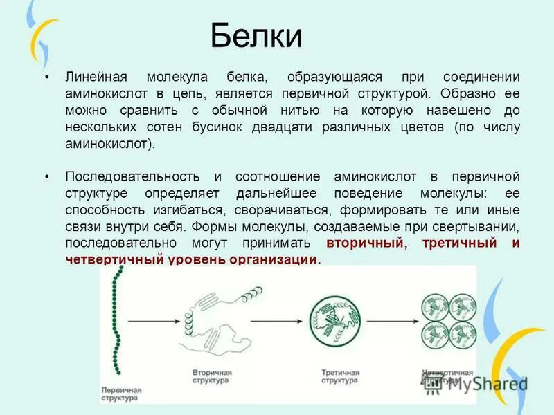 где образуются белки