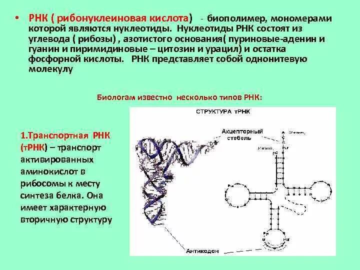 Рибонуклеиновая кислота. Рибонуклеиновая кислота препарат. РНК кислоты. Мономер РНК.