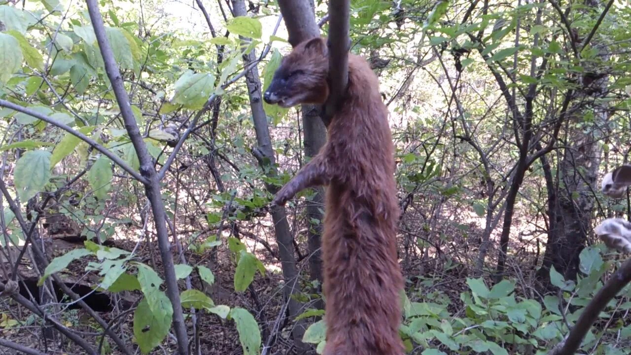 Зверьки которые самоубились.