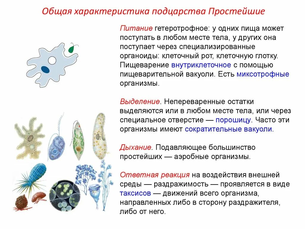 Различия в строении одноклеточных. Характеристика подцарства protozoa (простейшие). Общая характеристика одноклеточных животных. Тип простейшие. Характеристика простейших 5 класс биология. Общая характеристика простейших и представители классов кратко.