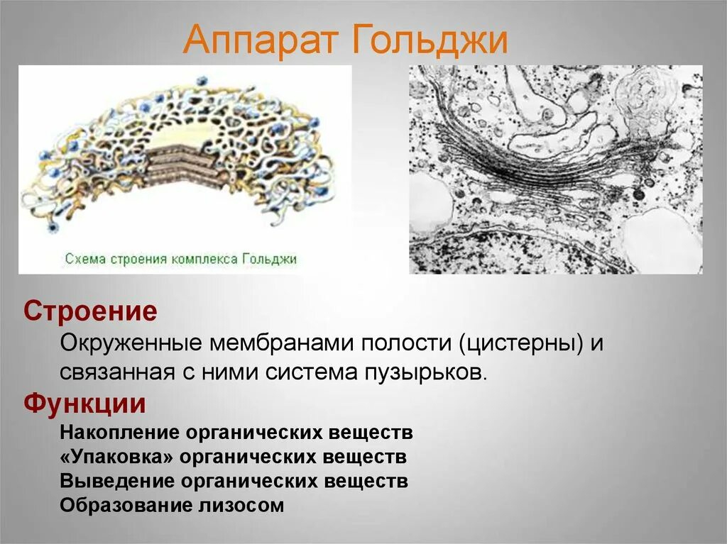 Какие формы мембранных структур образуют аппарат гольджи. Цистерны и полости аппарат Гольджи. Комплекс Гольджи строение мембранной. Мембрана аппарата Гольджи. Цистерны аппарата Гольджи.