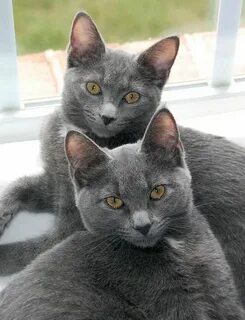 Трансильванская кошка