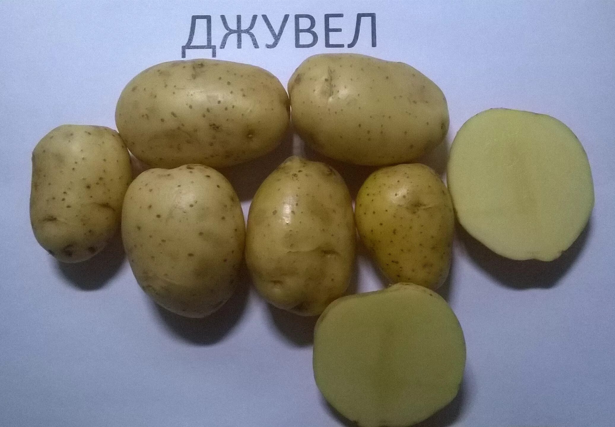 Картофель сорт эволюшн. Джувел сорт картофеля. картофель семенной джувел (элита). сорт джувел. сорт картофеля джоэл.