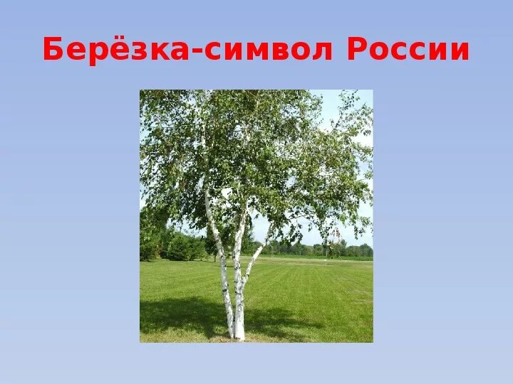 Береза национальное дерево. Береза символ России. Березка к АК симвод Росси. Береза символ. Символы россииереза.