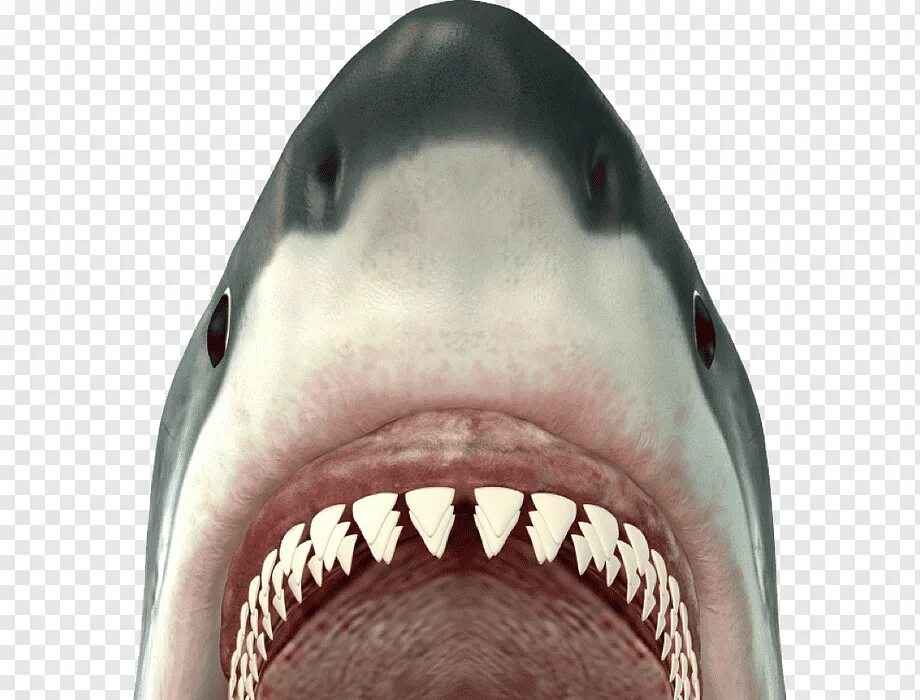 Морда акулы. Челюсть на английском