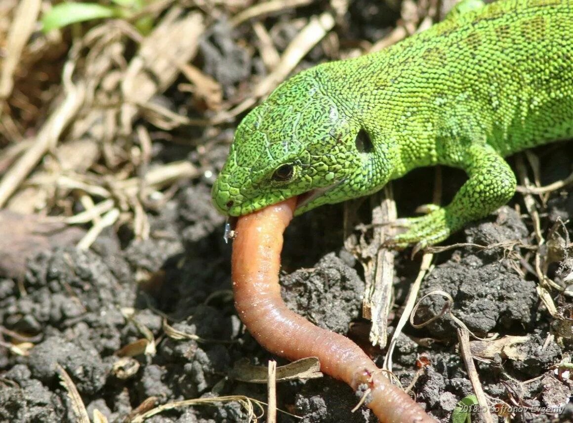 Полю ящерицы. Прыткая ящерица Lacerta Agilis. Карликовый геккон Вильямса. Карликовый Варан ящерица. Ящерица обыкновенная прыткая зеленая.