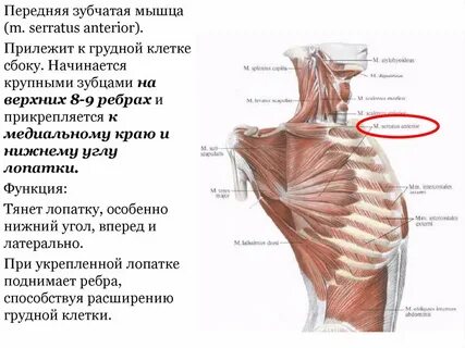 Передняя зубчатая мышца латынь