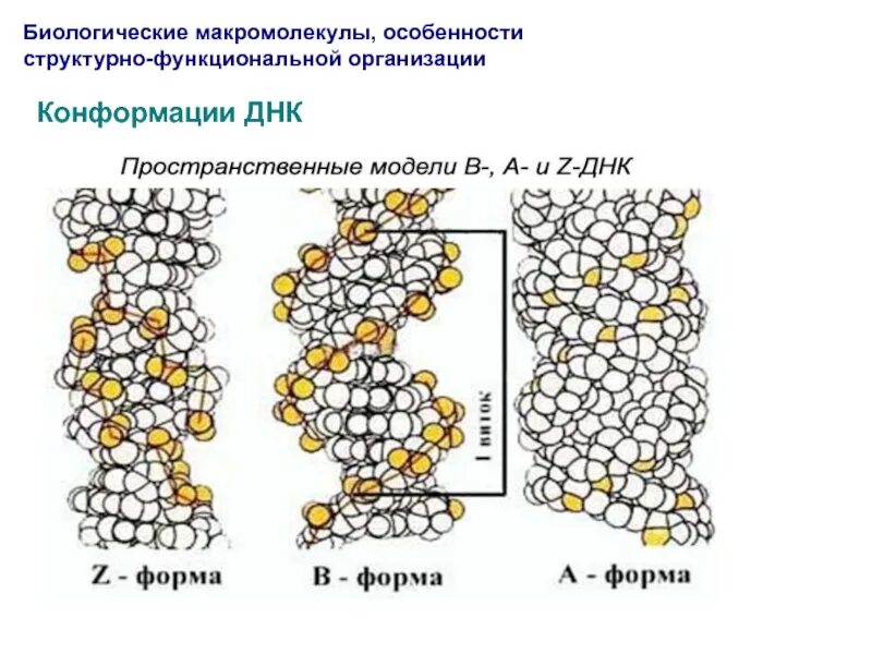 Конформация днк. Конформации днк. биологические макромолекулы. возможные конформации вторичной структуры днк. днк макромолекула.