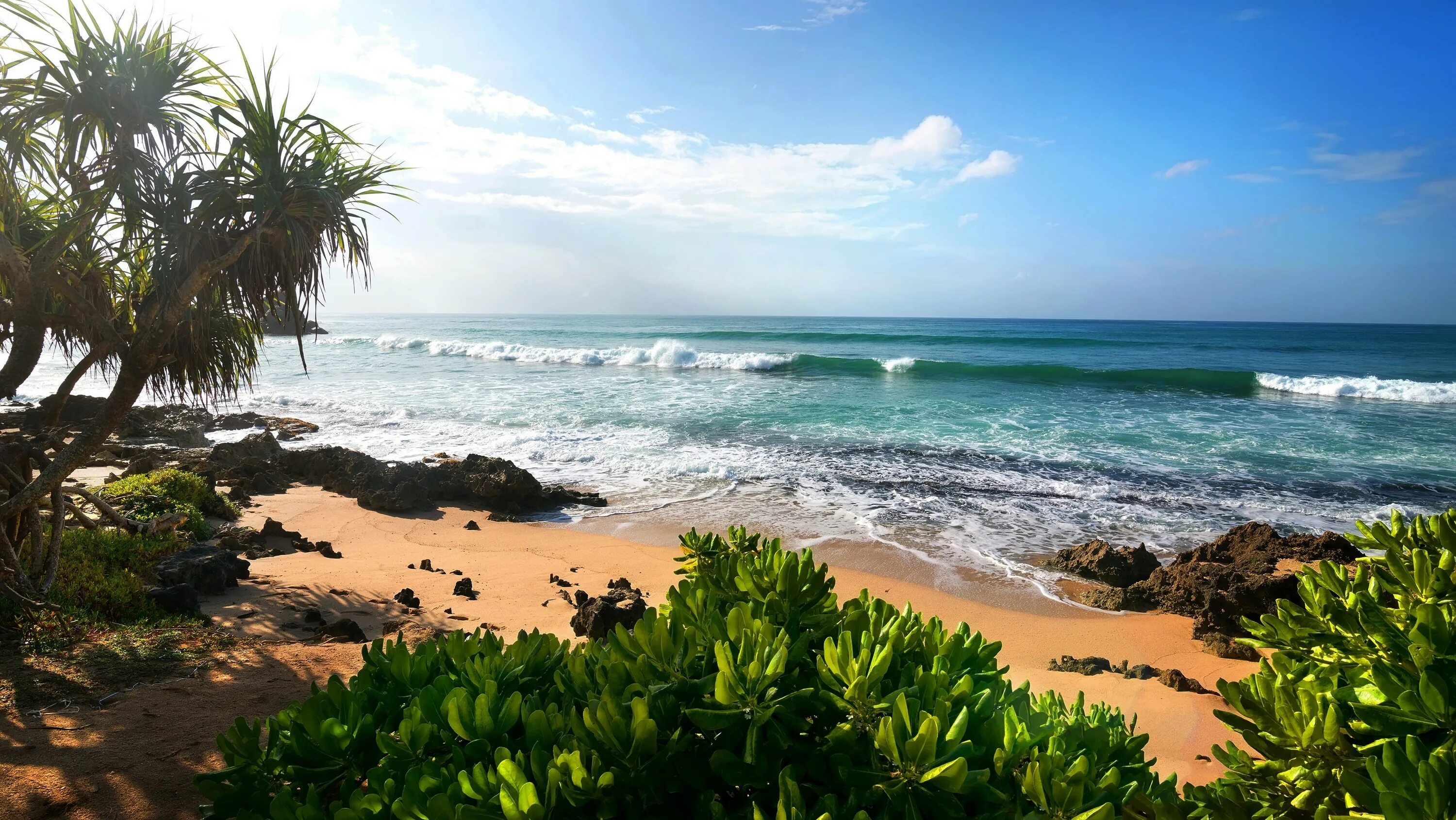 Тропический пляж. Побережье с пальмами. Море пляж пальмы. Пляж с пальмами.