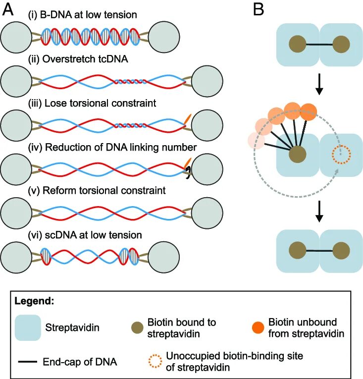 Dna using. Supercoiled plasmid dna. supercoiled plasmid. dna coil. supercoiled and relaxed plasmid dna.